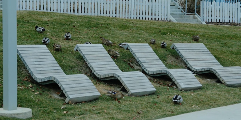 Wave lounge chairs on a grassy slope with ducks at dusk